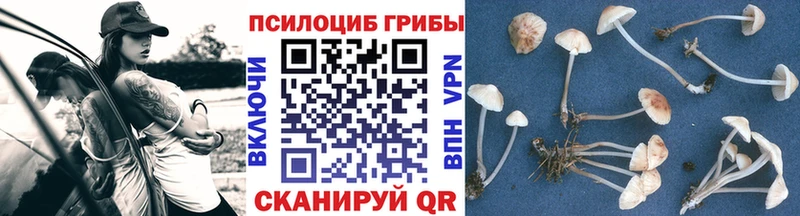 дарнет шоп  Аргун  Галлюциногенные грибы мухоморы 